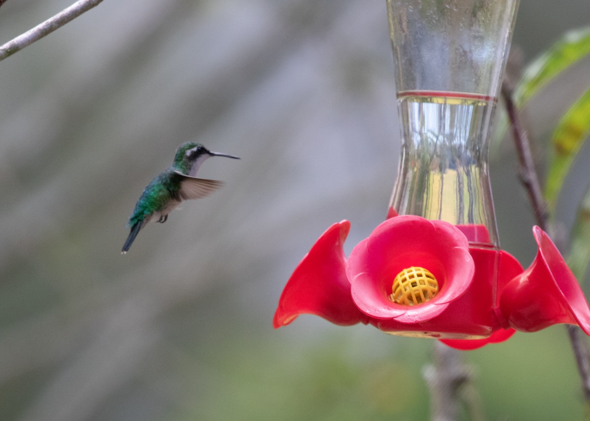 White-bellied Woodstar - ML613681615