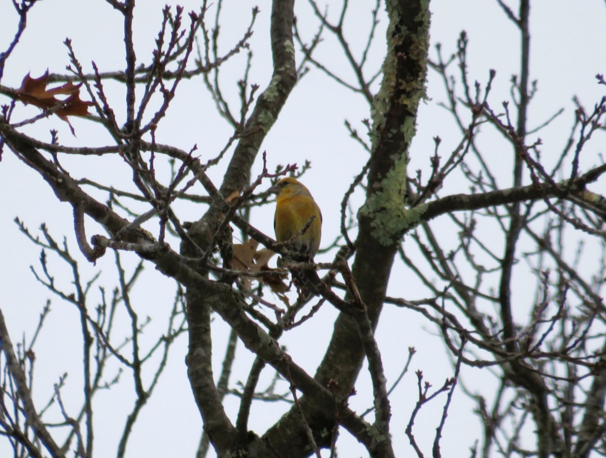 Red Crossbill - ML613681624