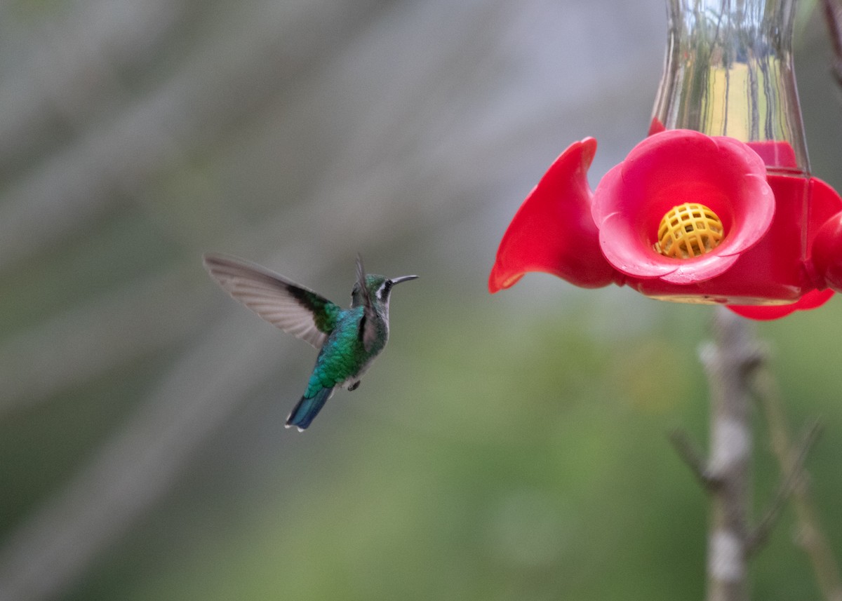 White-bellied Woodstar - ML613681629