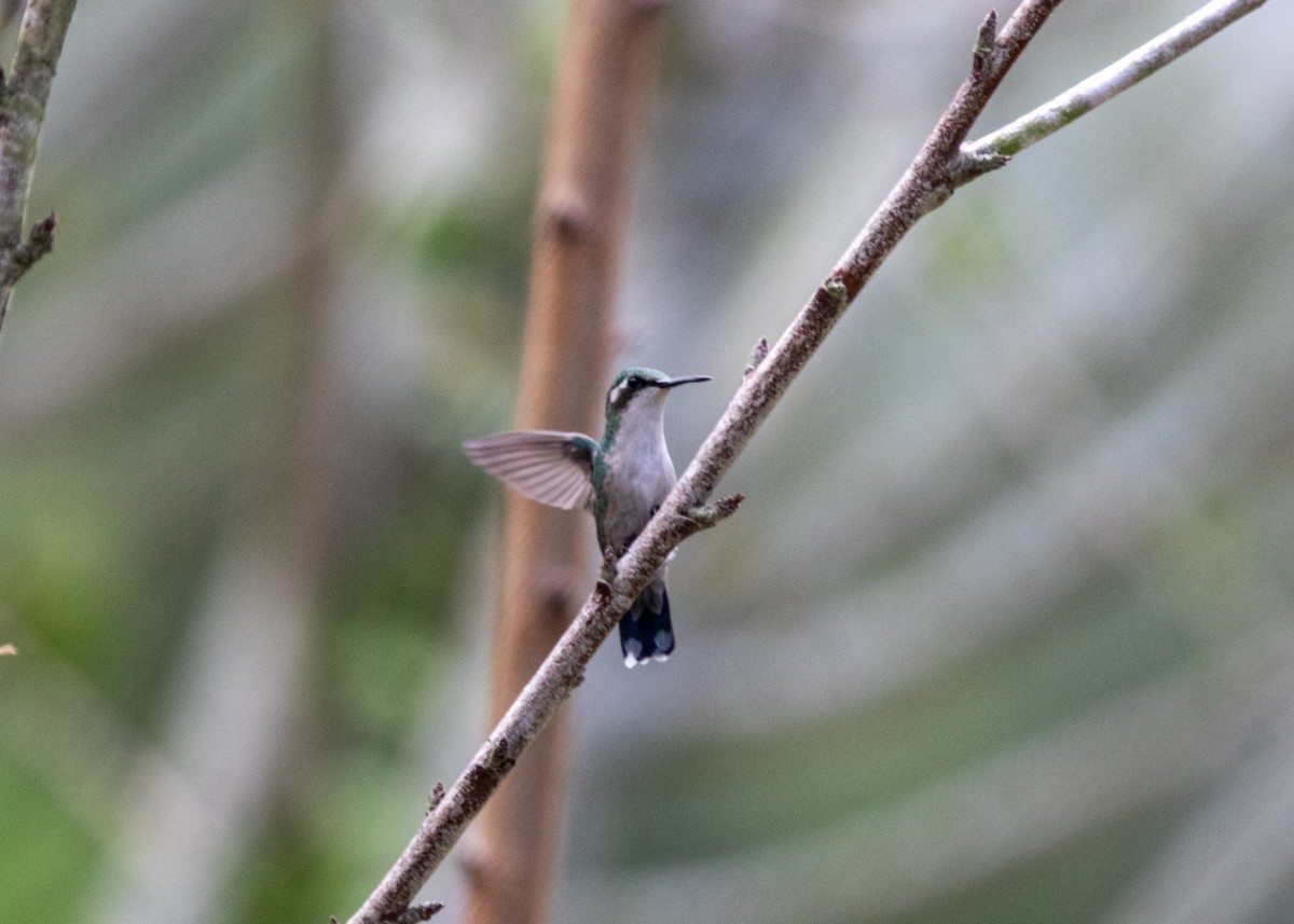 White-bellied Woodstar - ML613681630