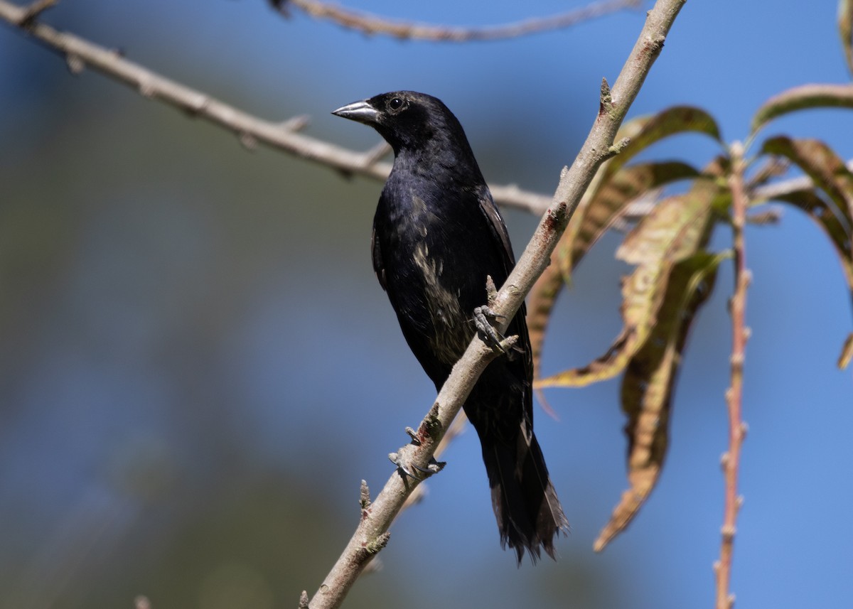 Shiny Cowbird - Silvia Faustino Linhares