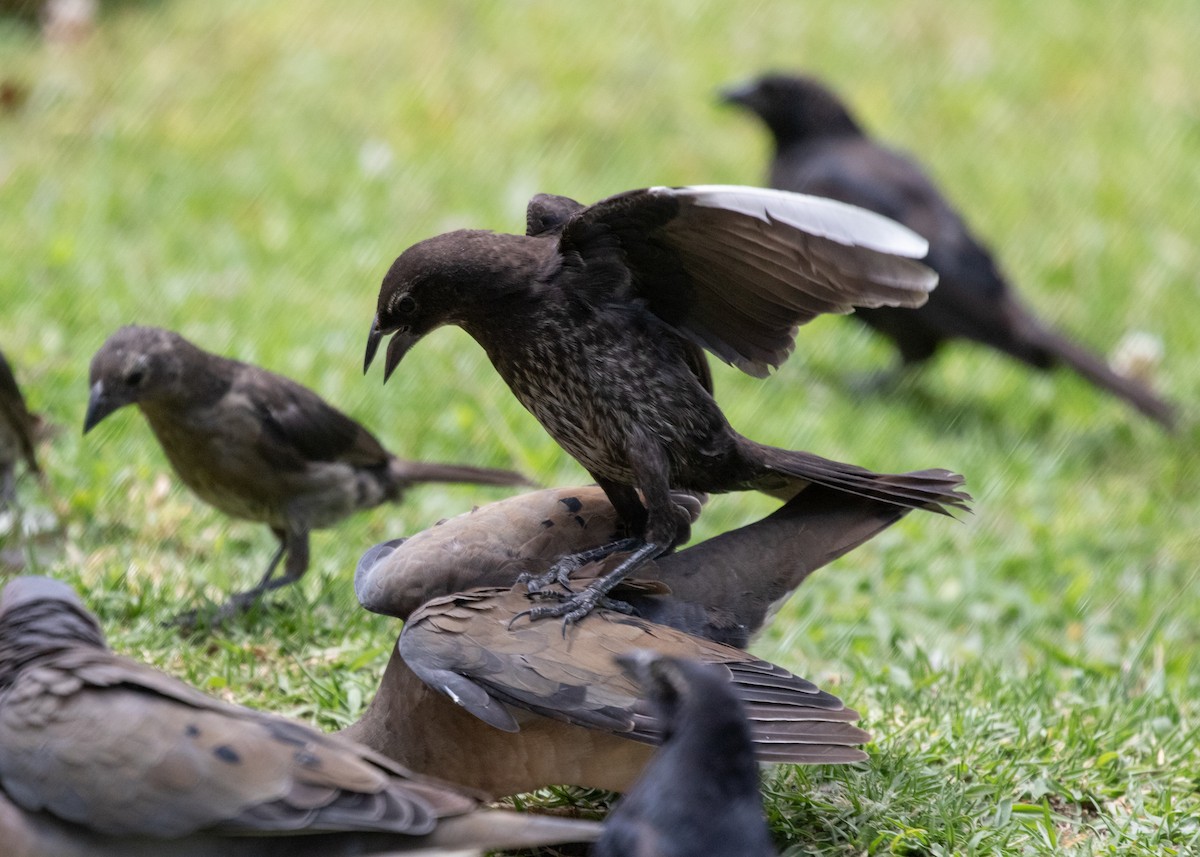 Shiny Cowbird - ML613681718