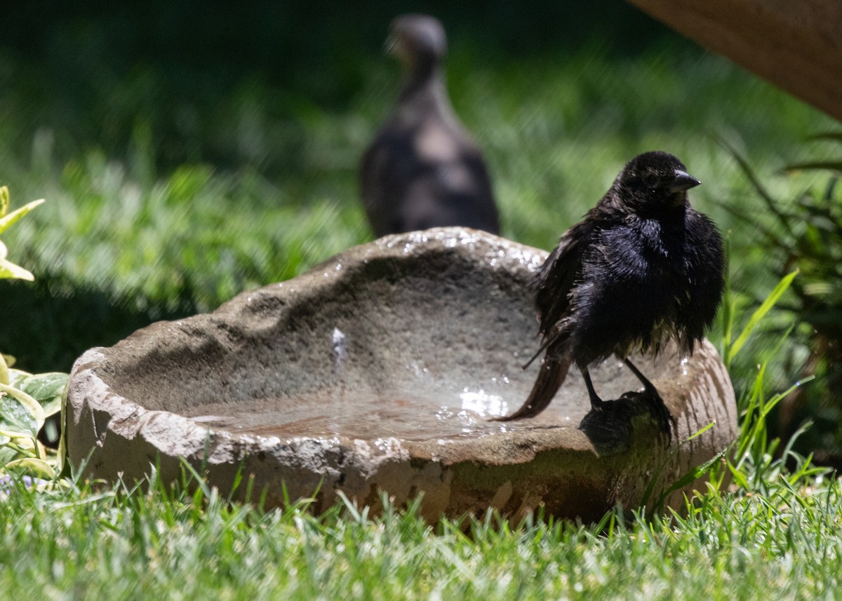 Shiny Cowbird - Silvia Faustino Linhares