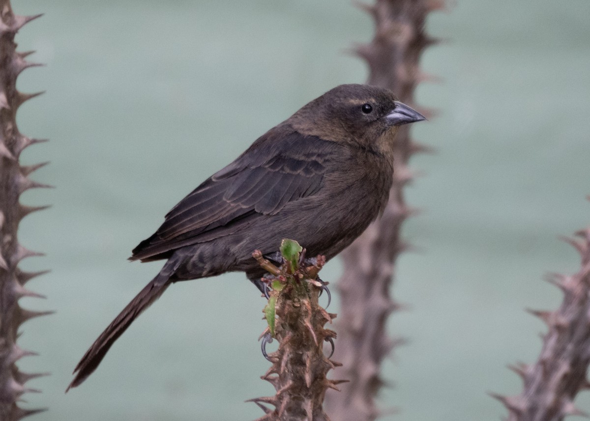 Shiny Cowbird - Silvia Faustino Linhares