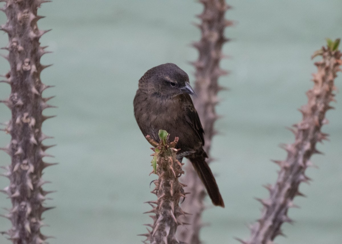 Shiny Cowbird - Silvia Faustino Linhares