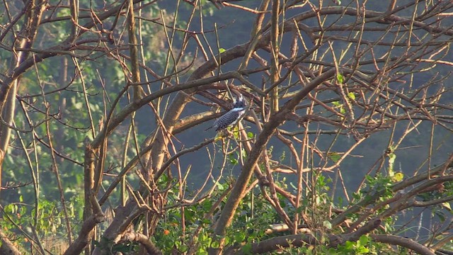 Crested Kingfisher - ML613681856