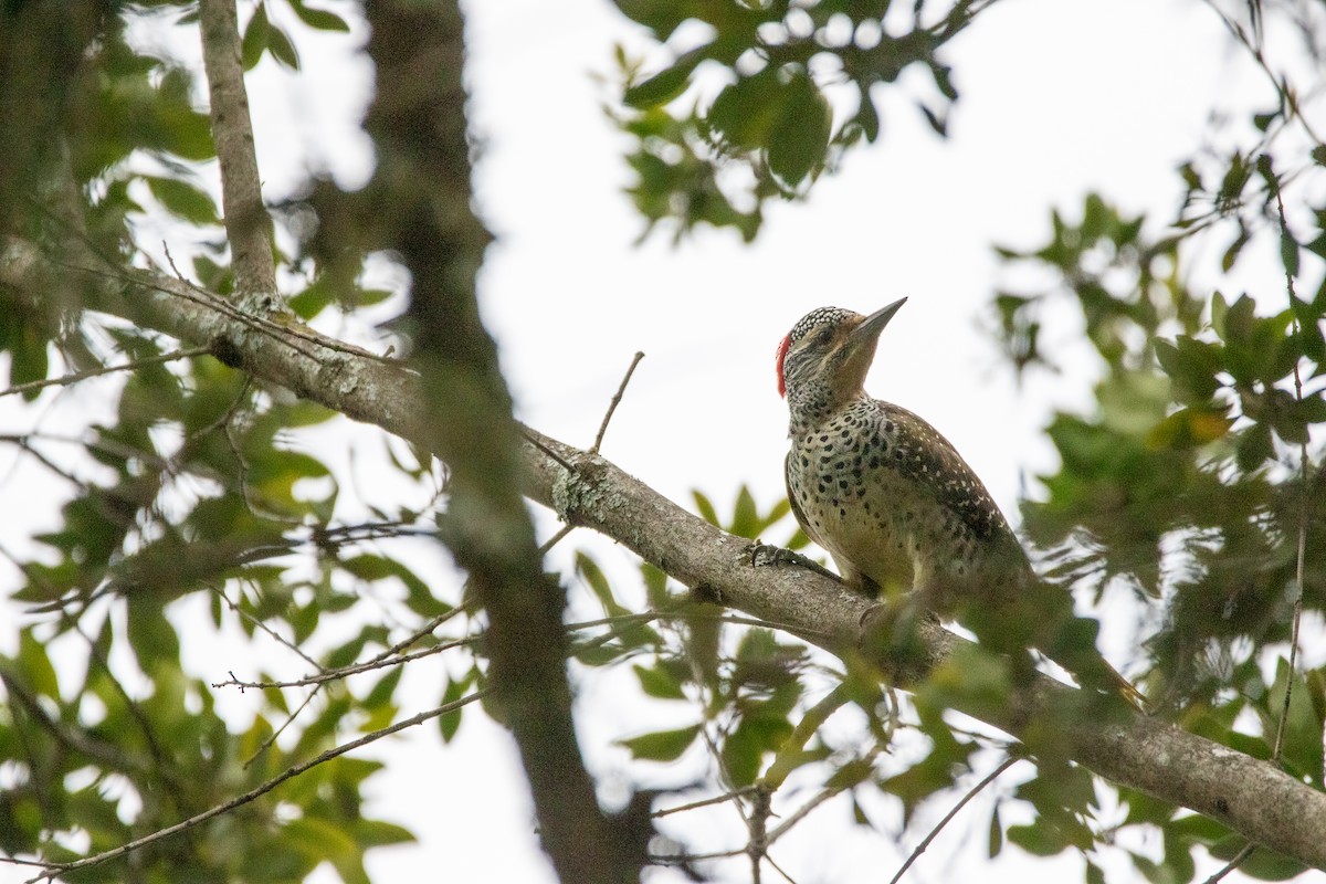 Nubian Woodpecker - ML613681875