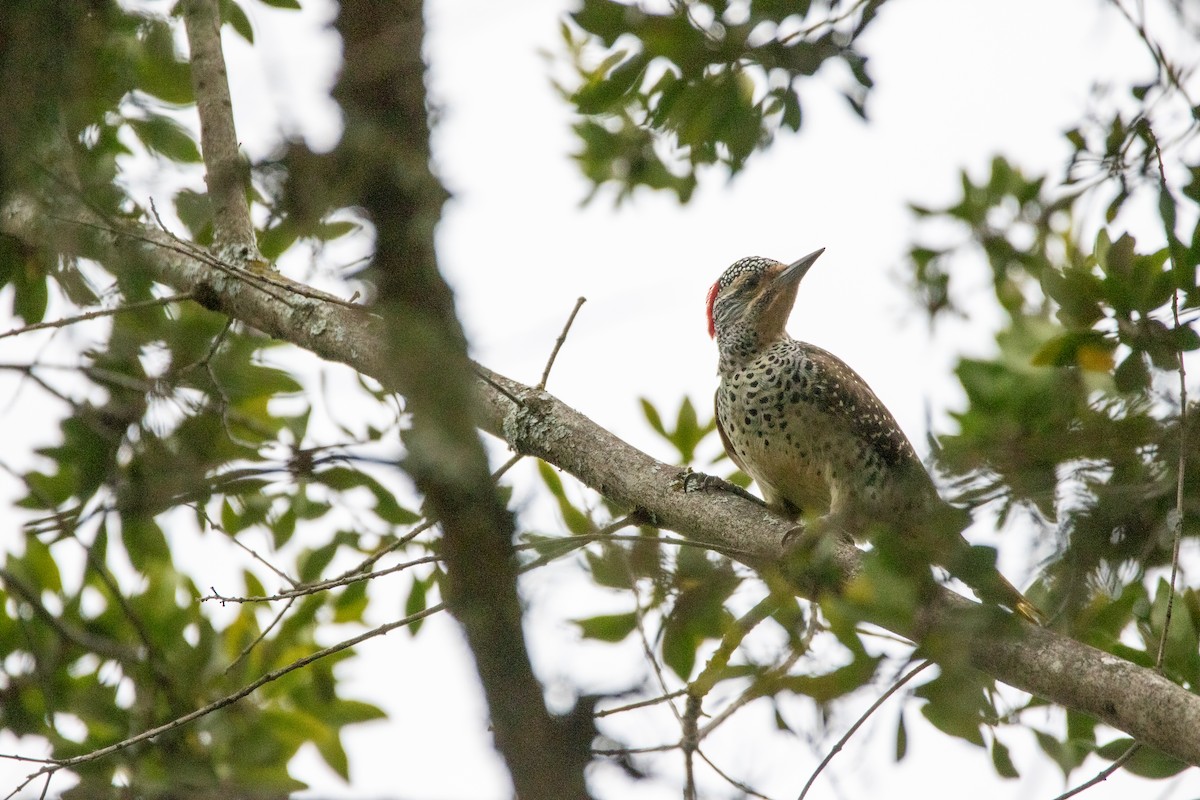 Nubian Woodpecker - ML613681877