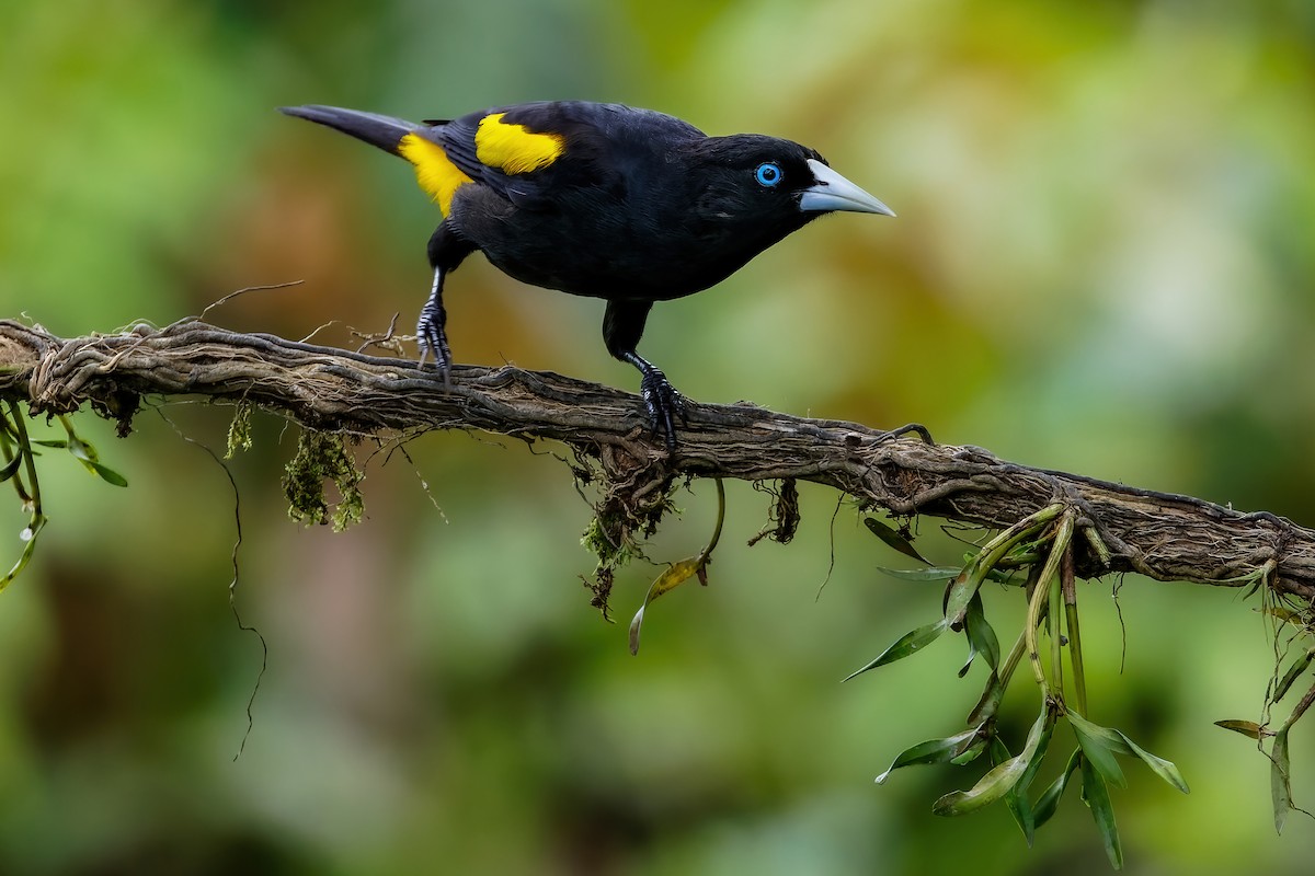 Yellow-rumped Cacique - ML613681928