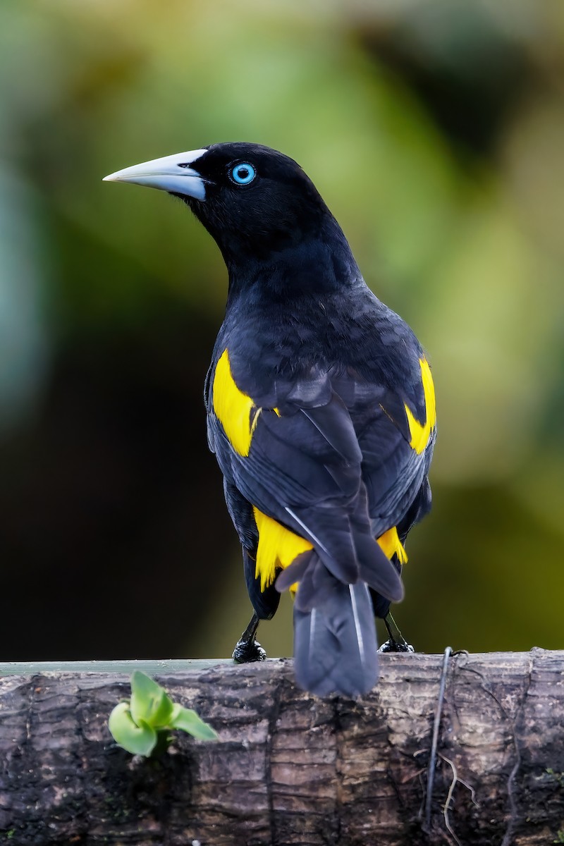 Yellow-rumped Cacique - ML613681929