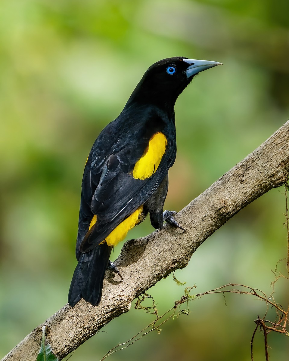 Yellow-rumped Cacique - ML613681930