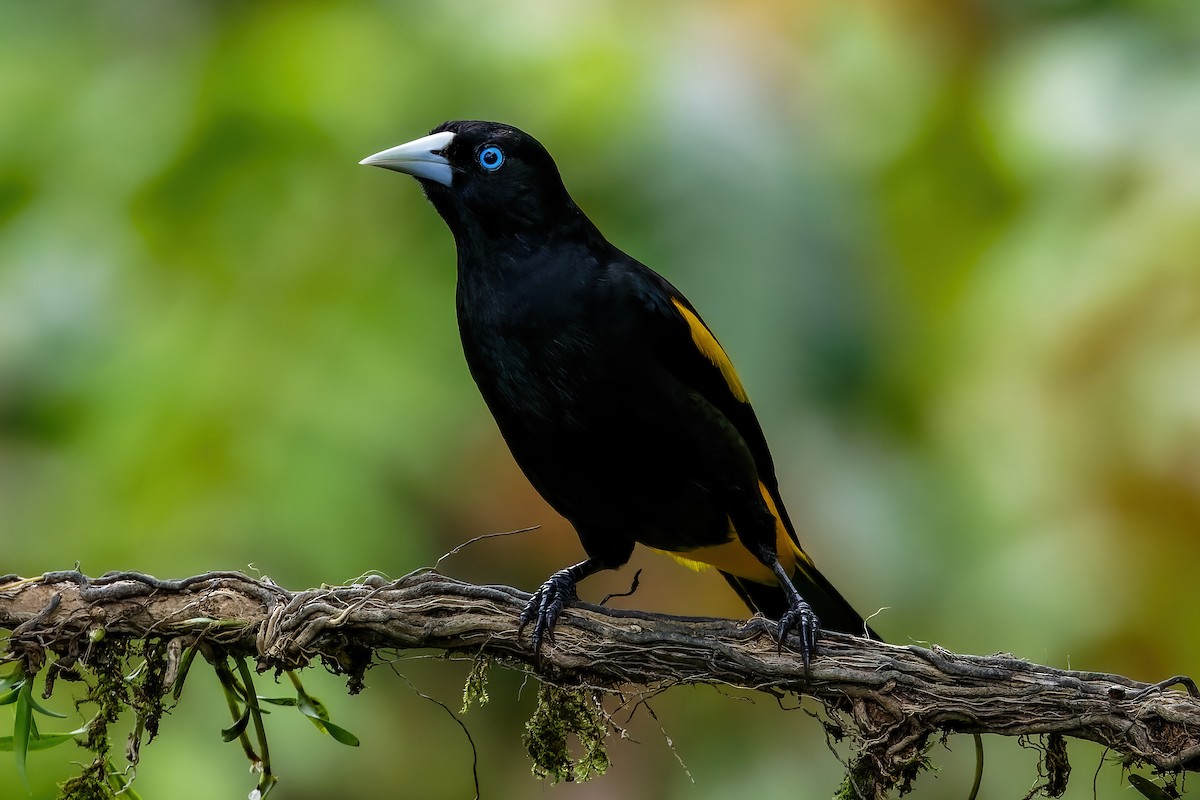 Yellow-rumped Cacique - ML613681932