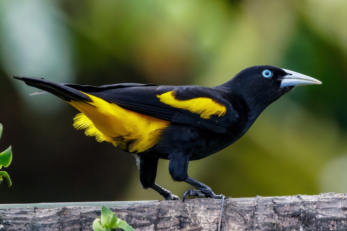 Yellow-rumped Cacique - ML613681933