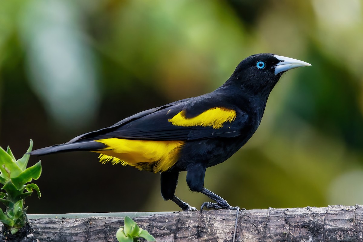 Yellow-rumped Cacique - ML613681934