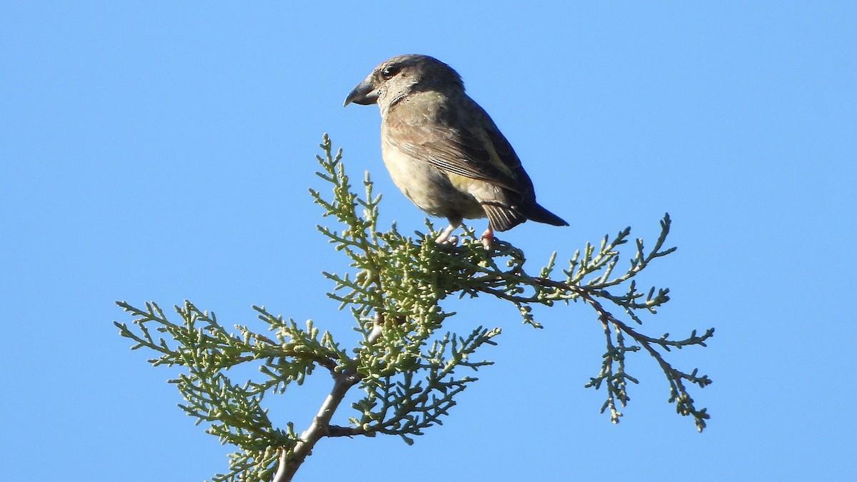 Red Crossbill - ML613681976