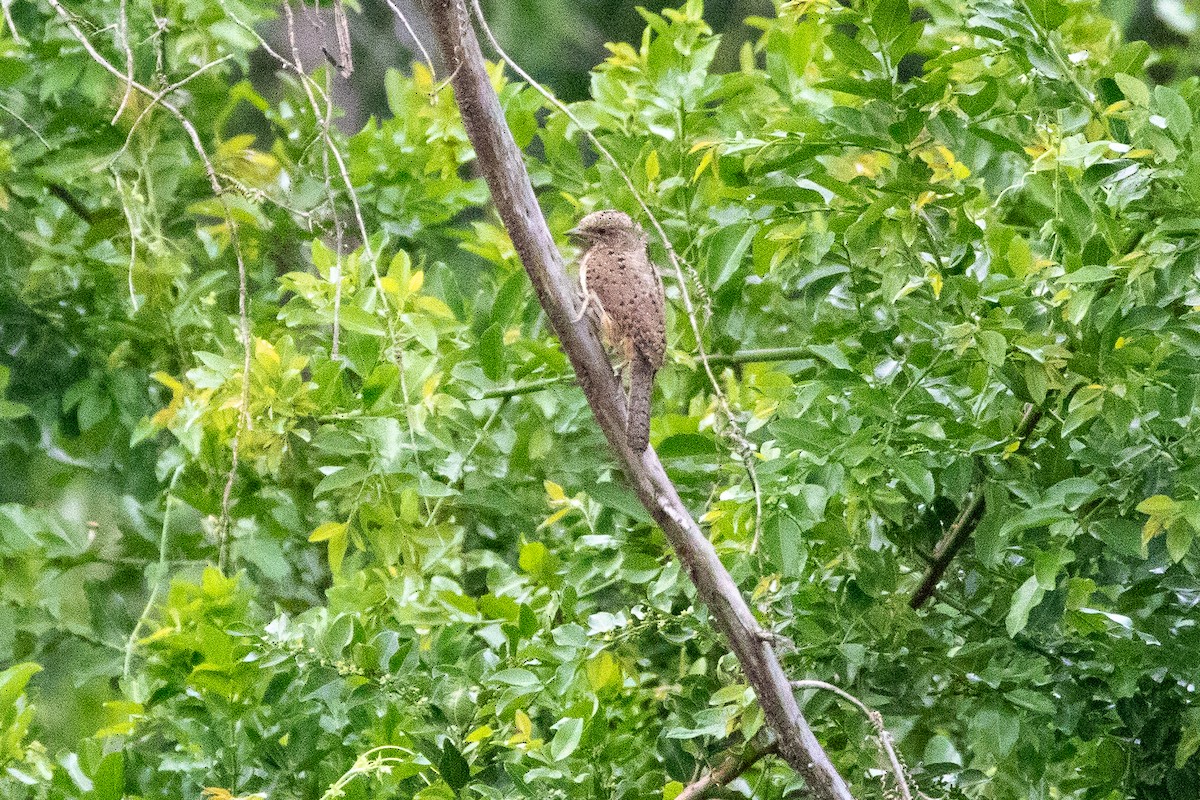 Rufous-necked Wryneck - ML613681990