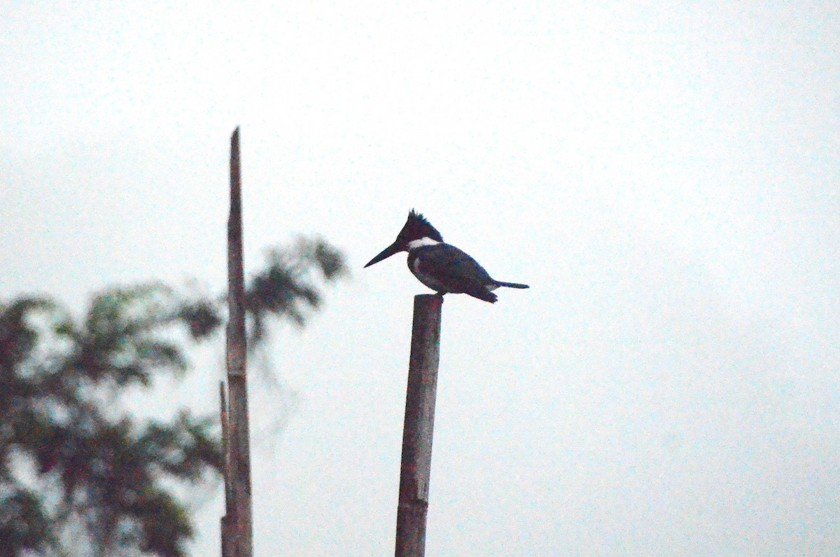 Amazon Kingfisher - ML613682002