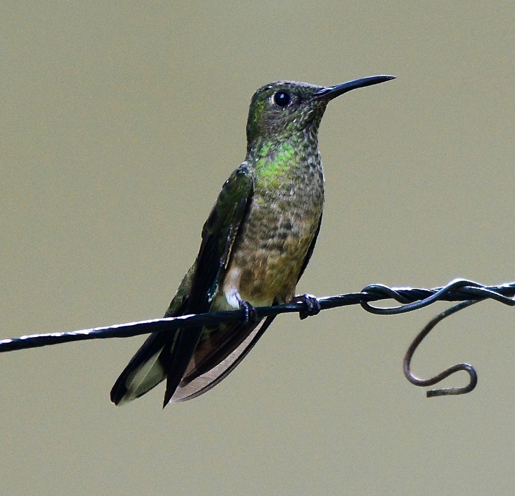 Scaly-breasted Hummingbird - ML613682004
