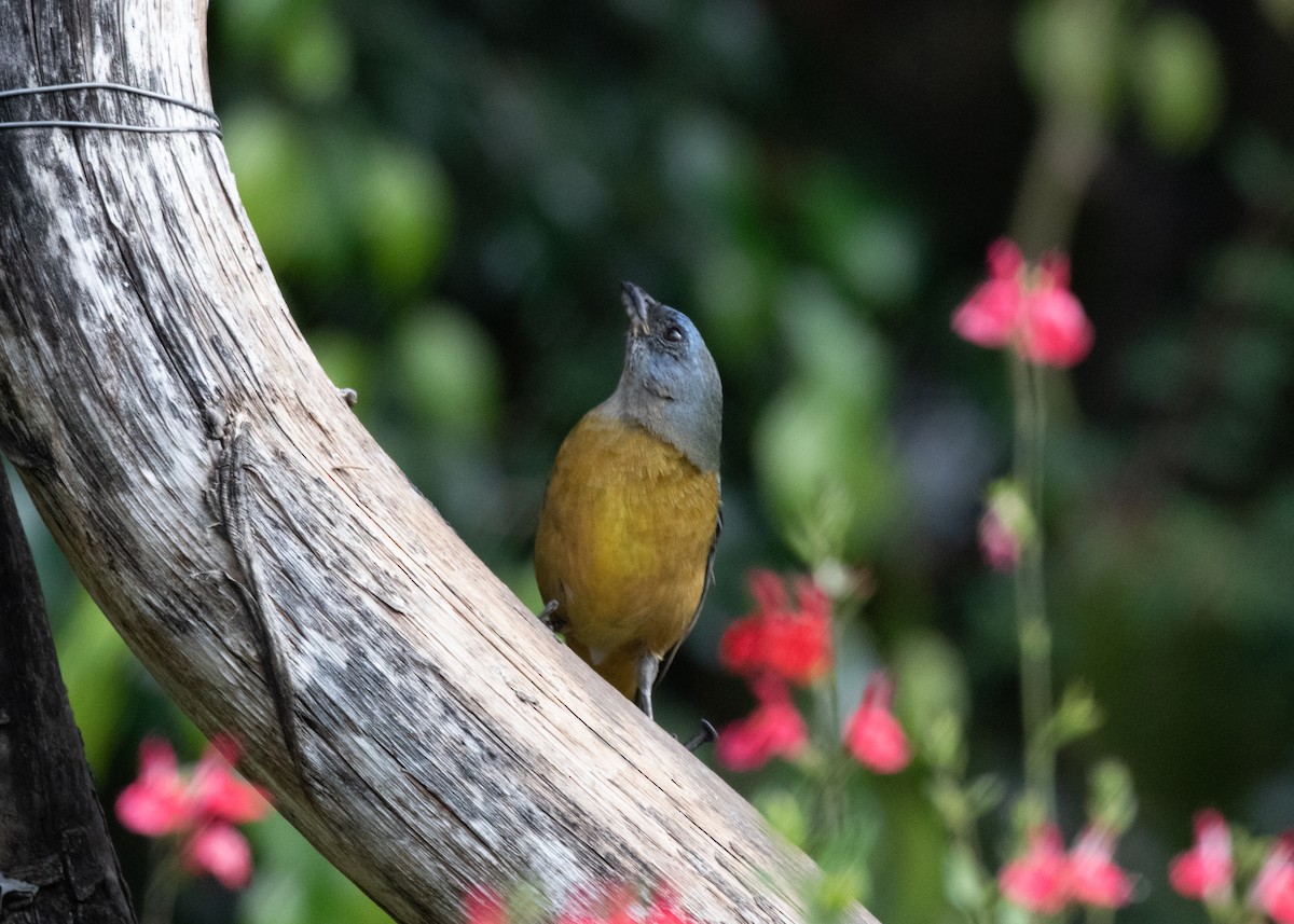 Blue-and-yellow Tanager (Green-mantled) - ML613682030