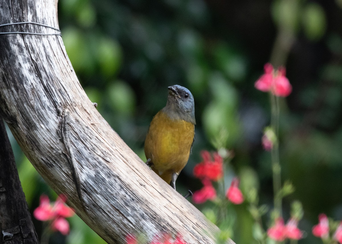 Blue-and-yellow Tanager (Green-mantled) - ML613682033