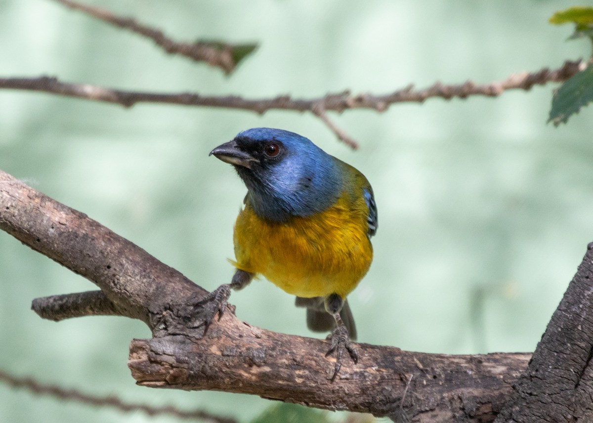 Blue-and-yellow Tanager (Green-mantled) - Silvia Faustino Linhares