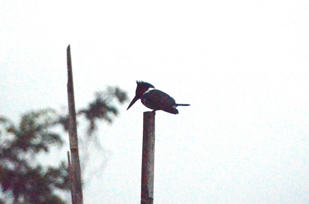 Amazon Kingfisher - ML613682057