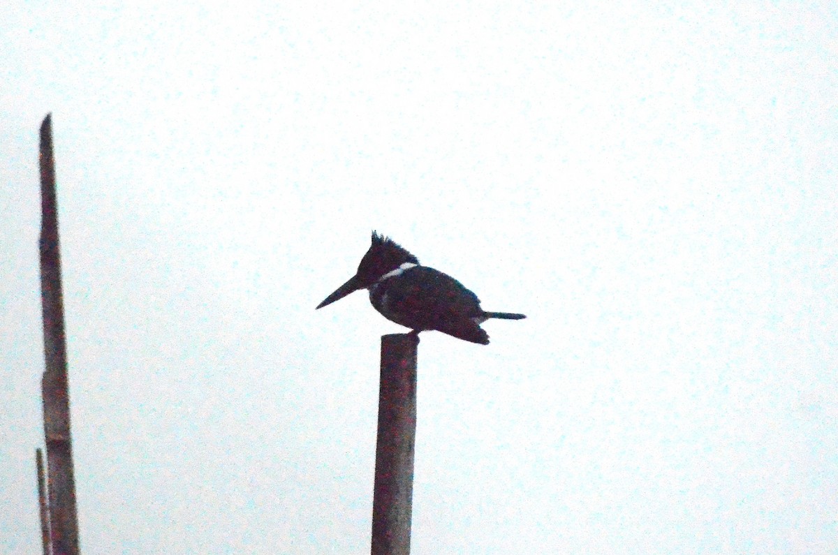 Amazon Kingfisher - ML613682094