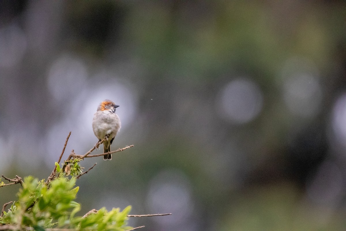 Kenya Rufous Sparrow - ML613682137
