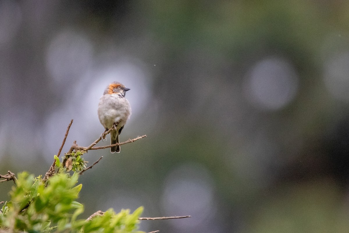 Kenya Rufous Sparrow - ML613682138