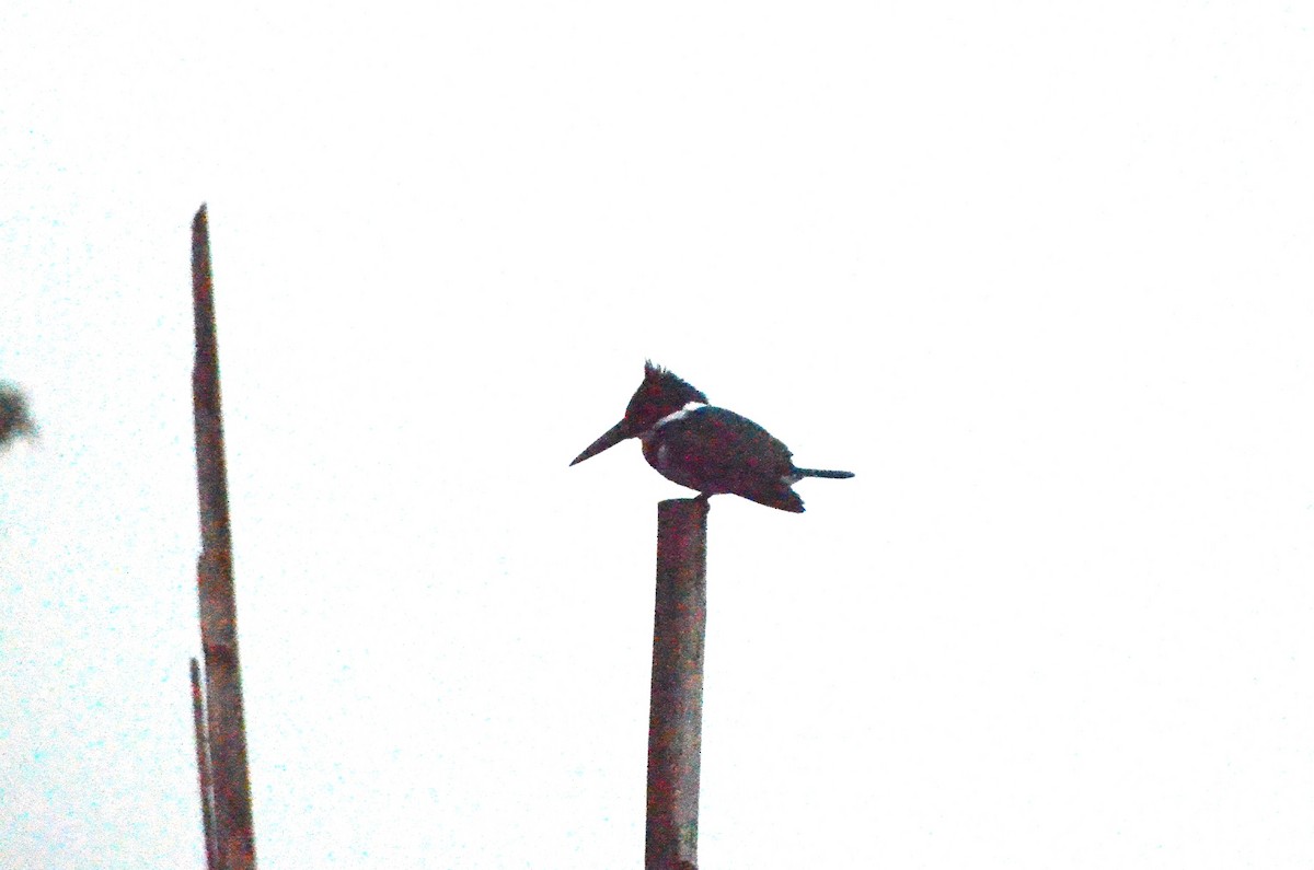 Amazon Kingfisher - ML613682167