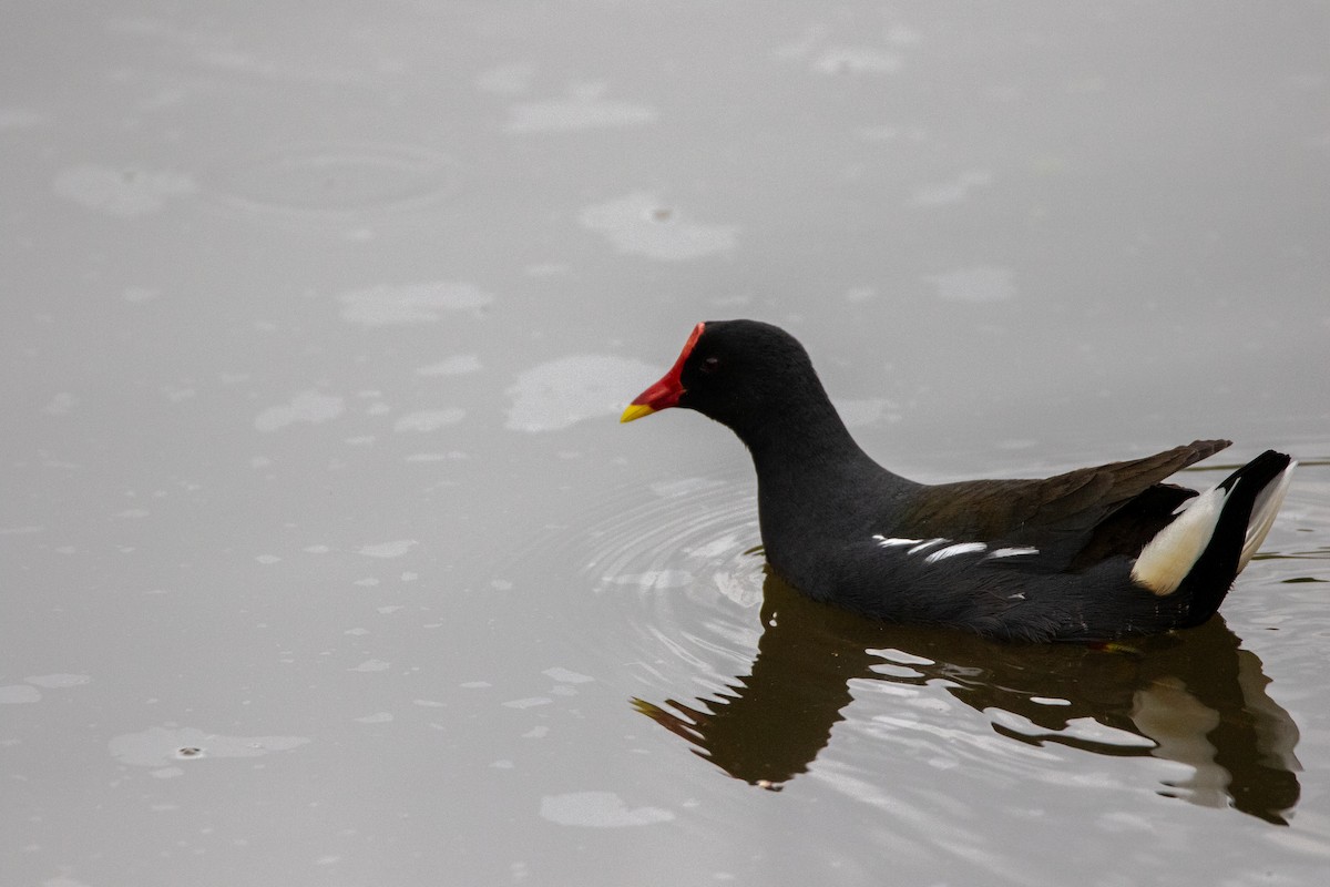 Eurasian Moorhen - ML613682171