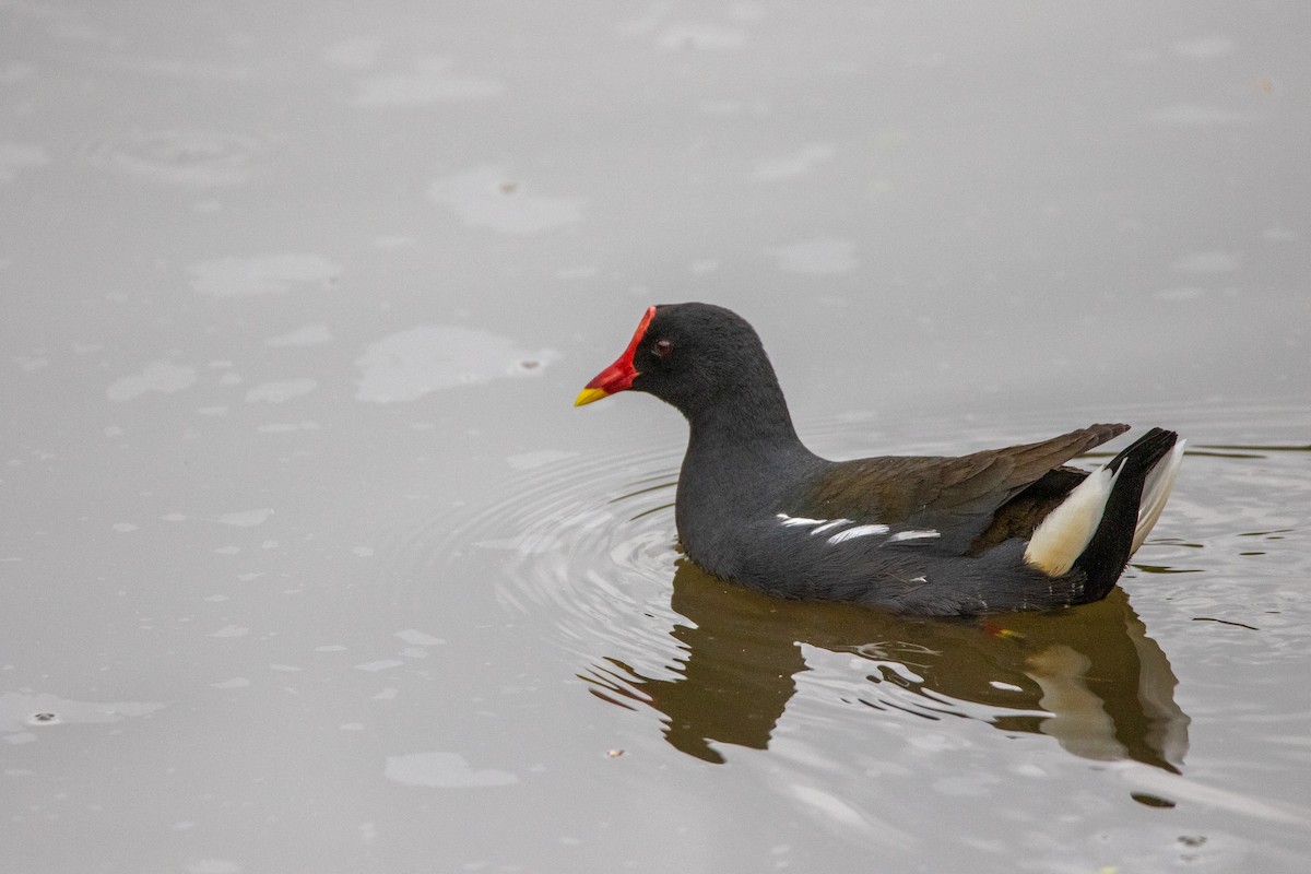 Eurasian Moorhen - ML613682172