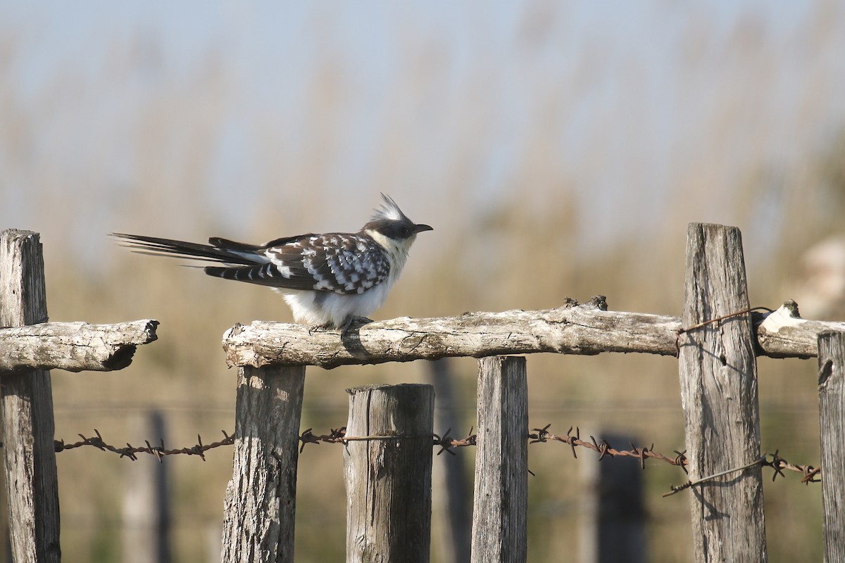 Great Spotted Cuckoo - ML613682231