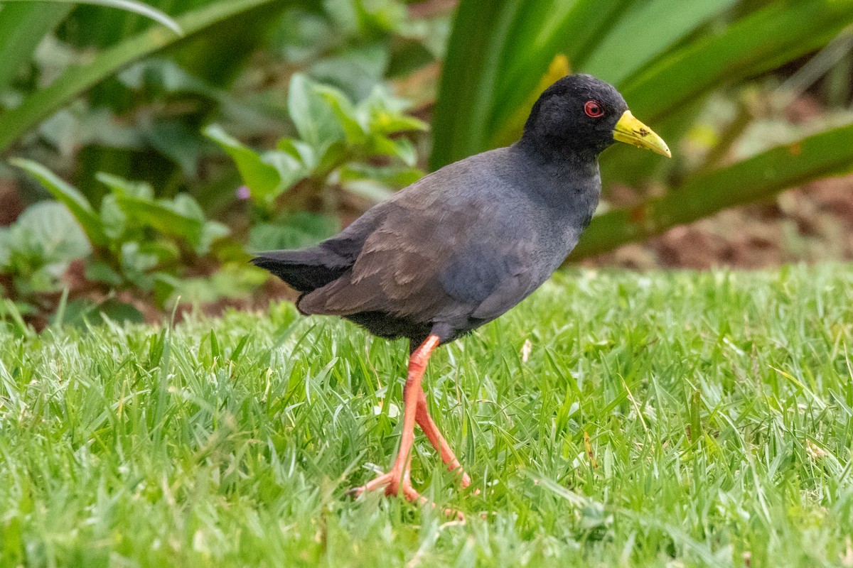 Black Crake - ML613682309