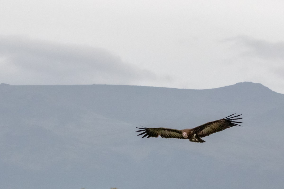 Hooded Vulture - ML613682320