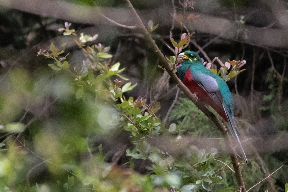 trogon africký - ML613682334