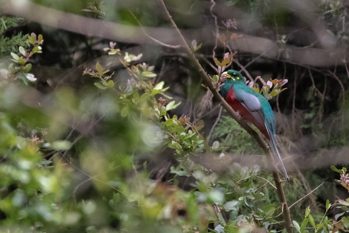 trogon africký - ML613682335