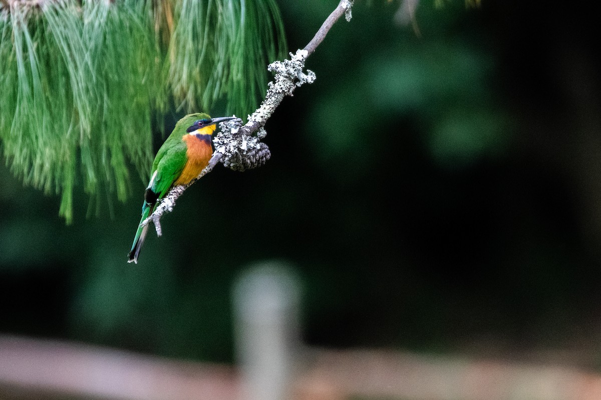 Cinnamon-chested Bee-eater - Nathan Mixon