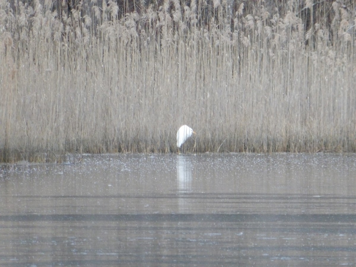 Great Egret - ML613682358