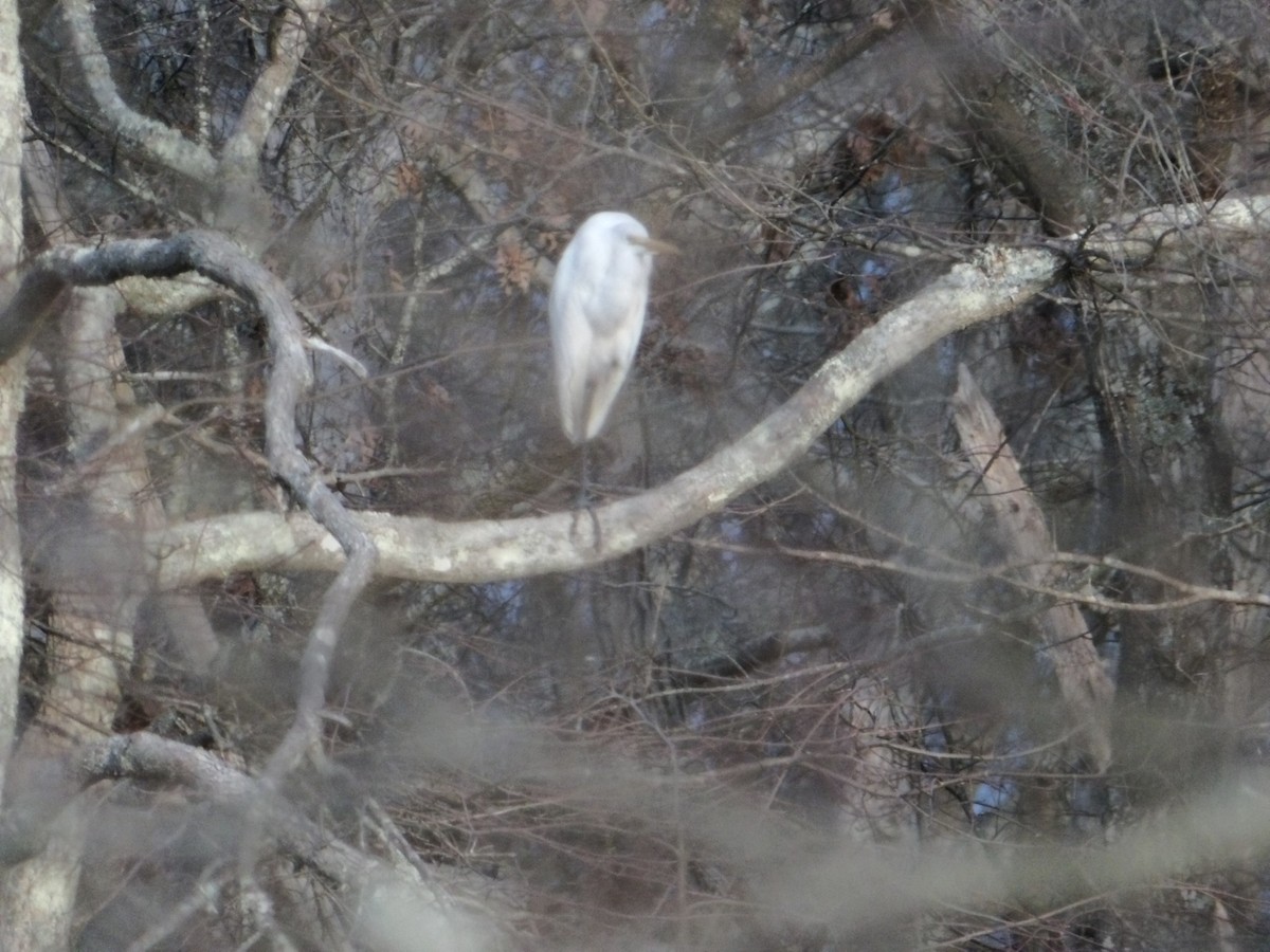 Great Egret - ML613682359