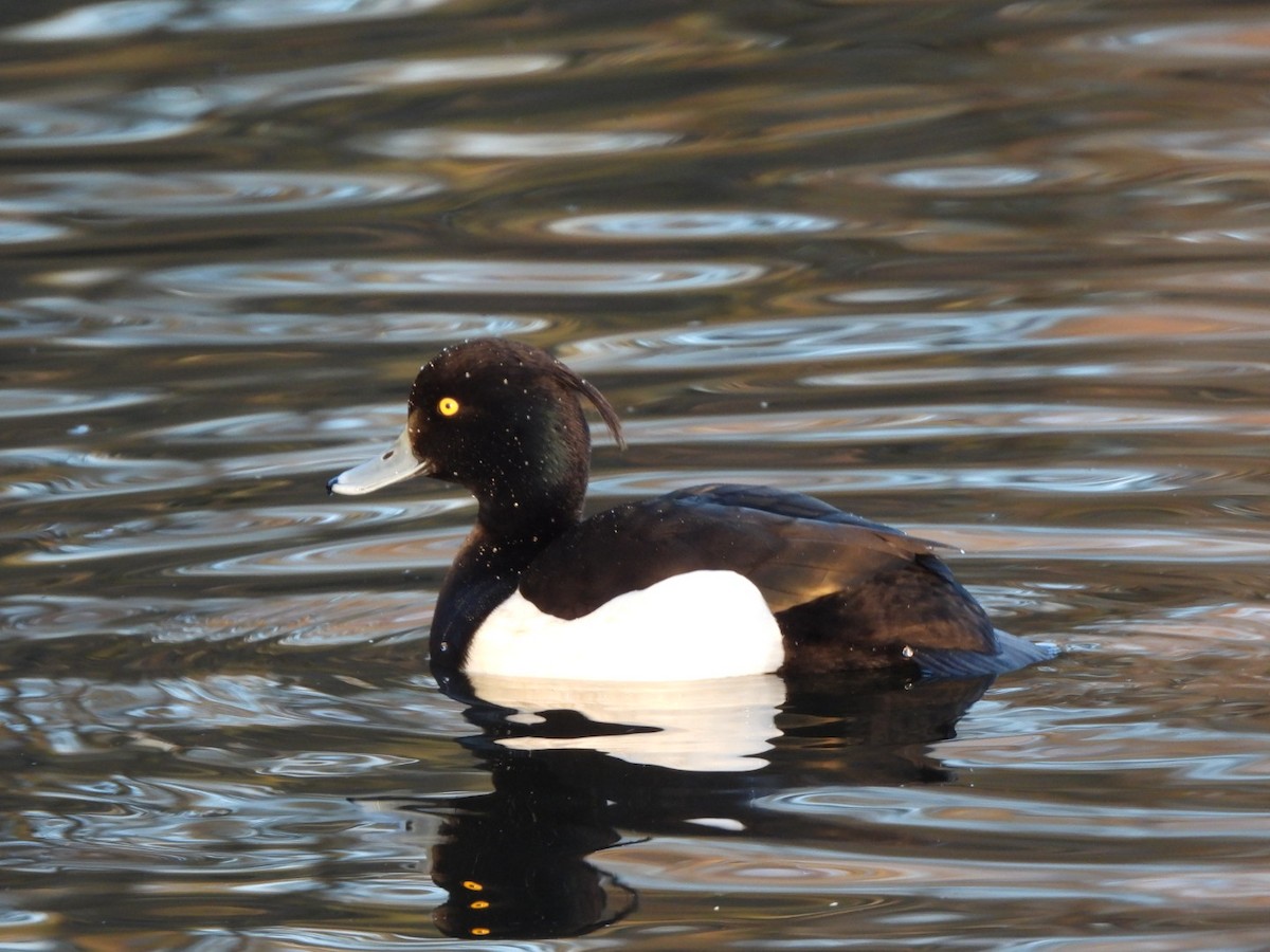 Tufted Duck - ML613682428