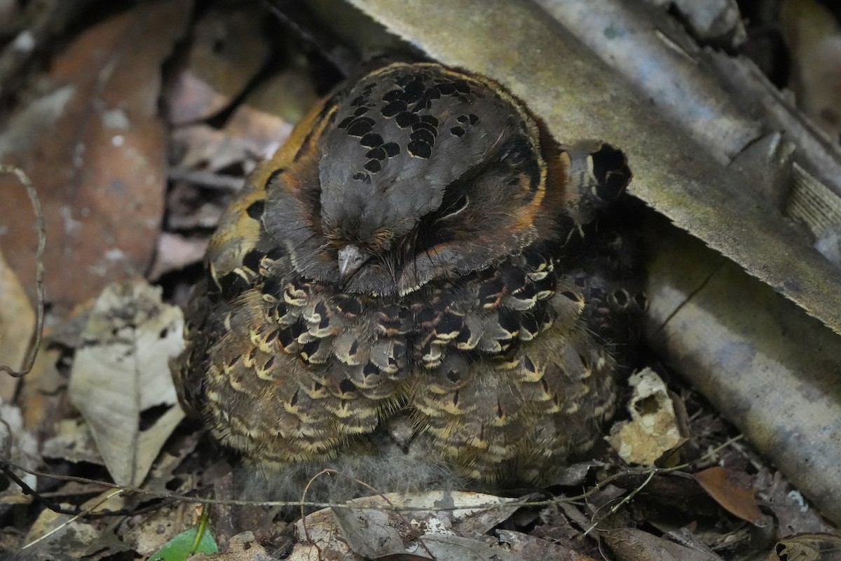 Collared Nightjar - ML613682454