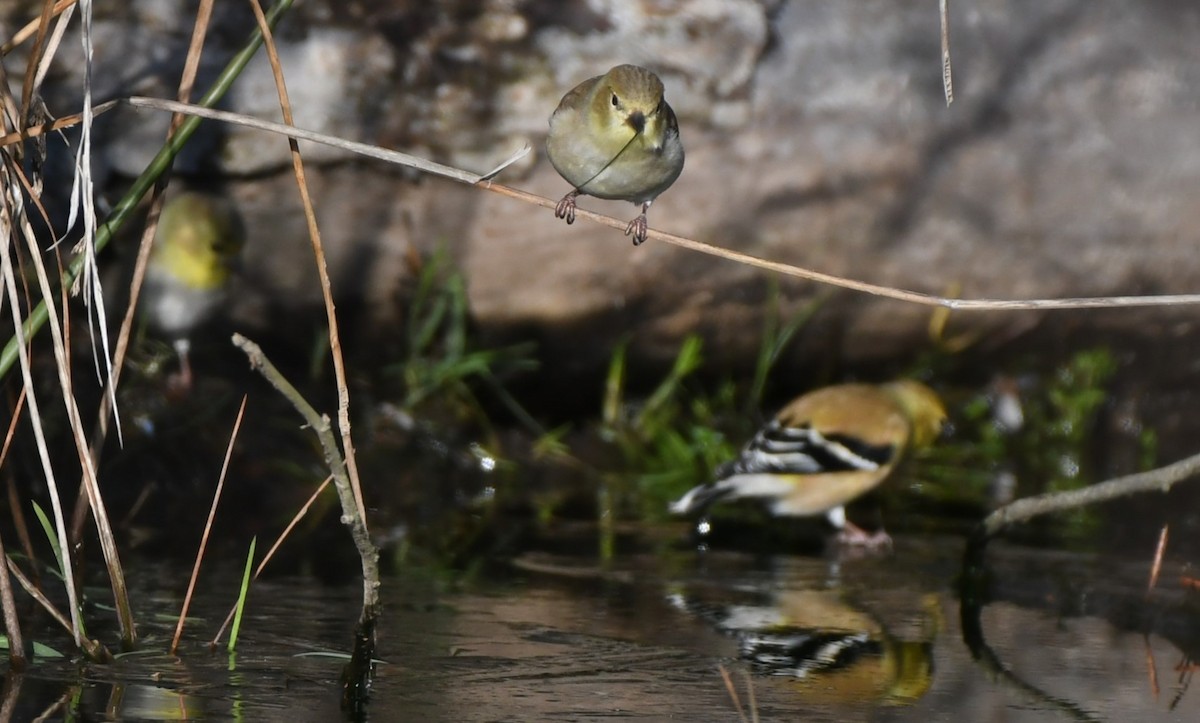 American Goldfinch - ML613682527