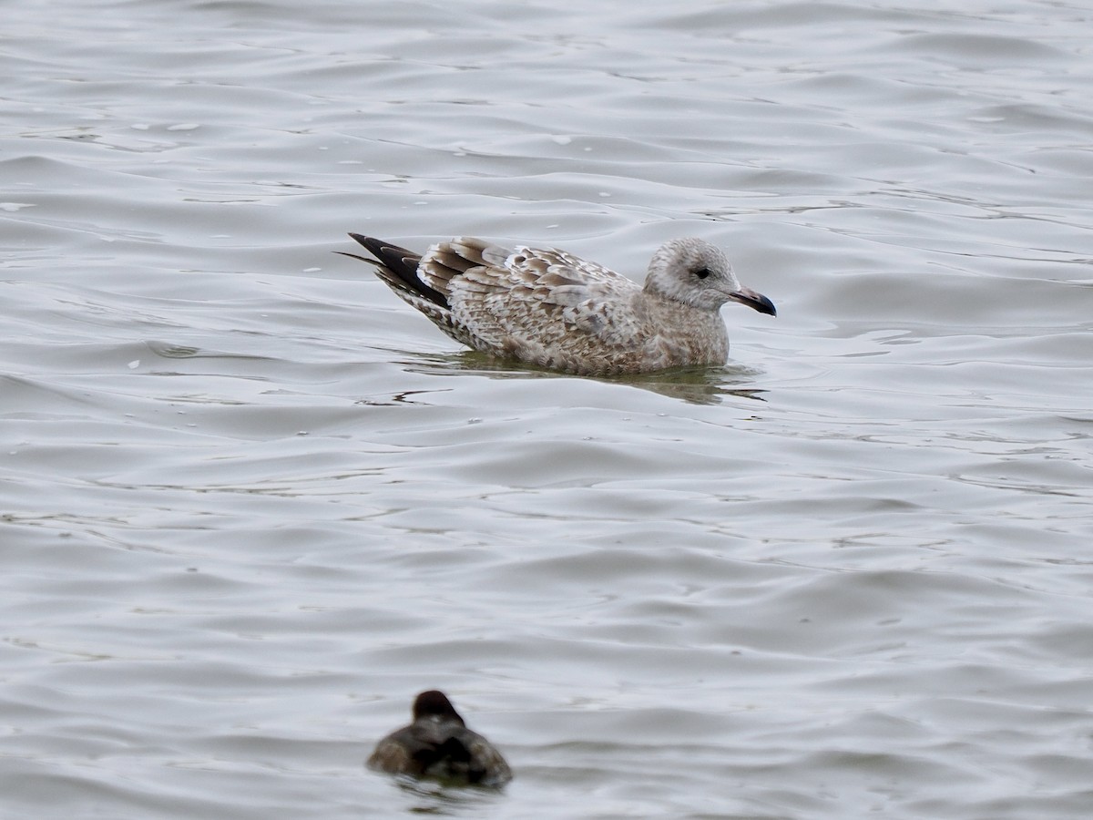 Herring Gull - ML613682546