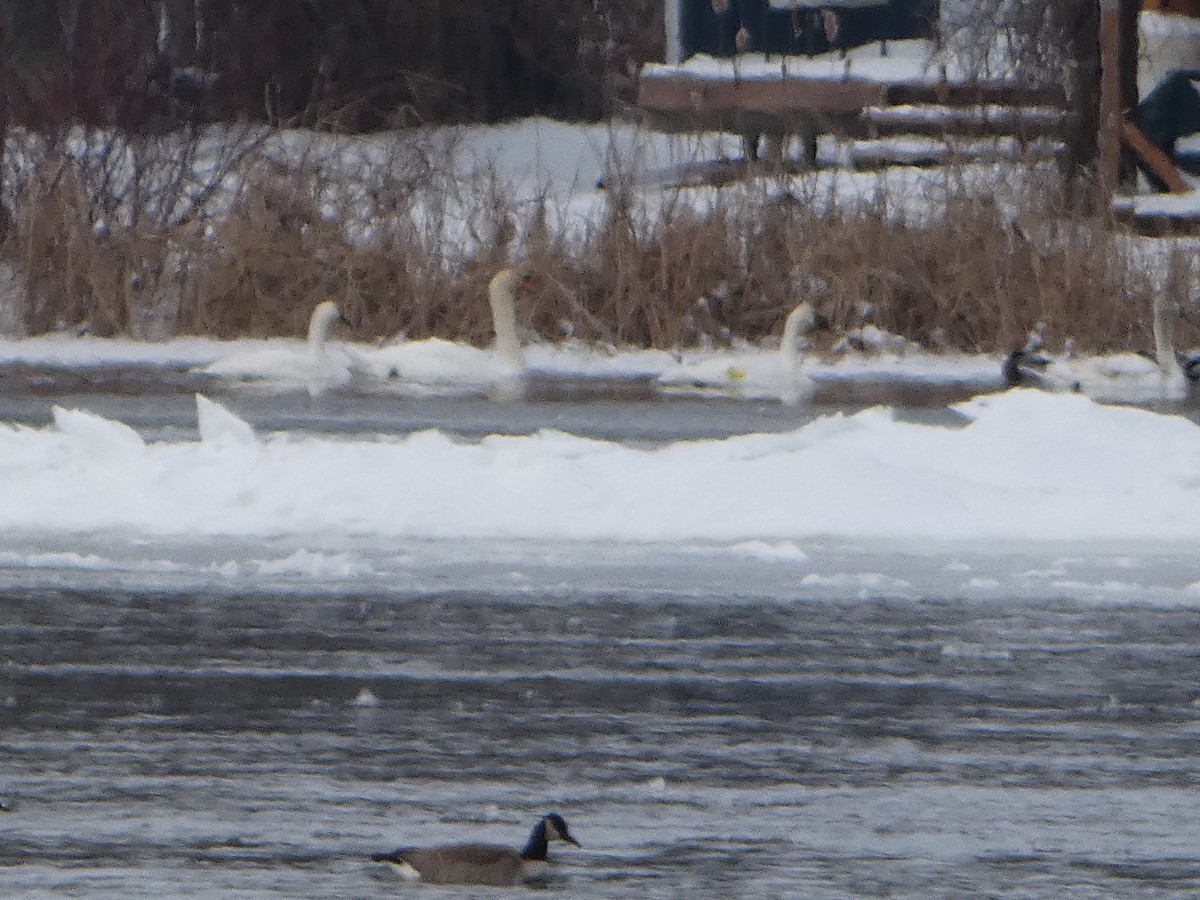 Trumpeter Swan - ML613682574