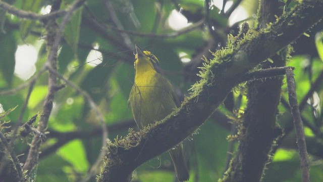 Slaty-capped Shrike-Vireo (Pale-legged) - ML613682586