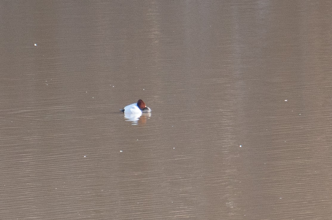 Canvasback - ML613682589