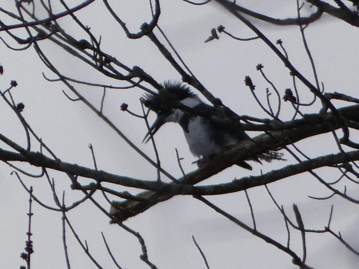 Belted Kingfisher - ML613682616