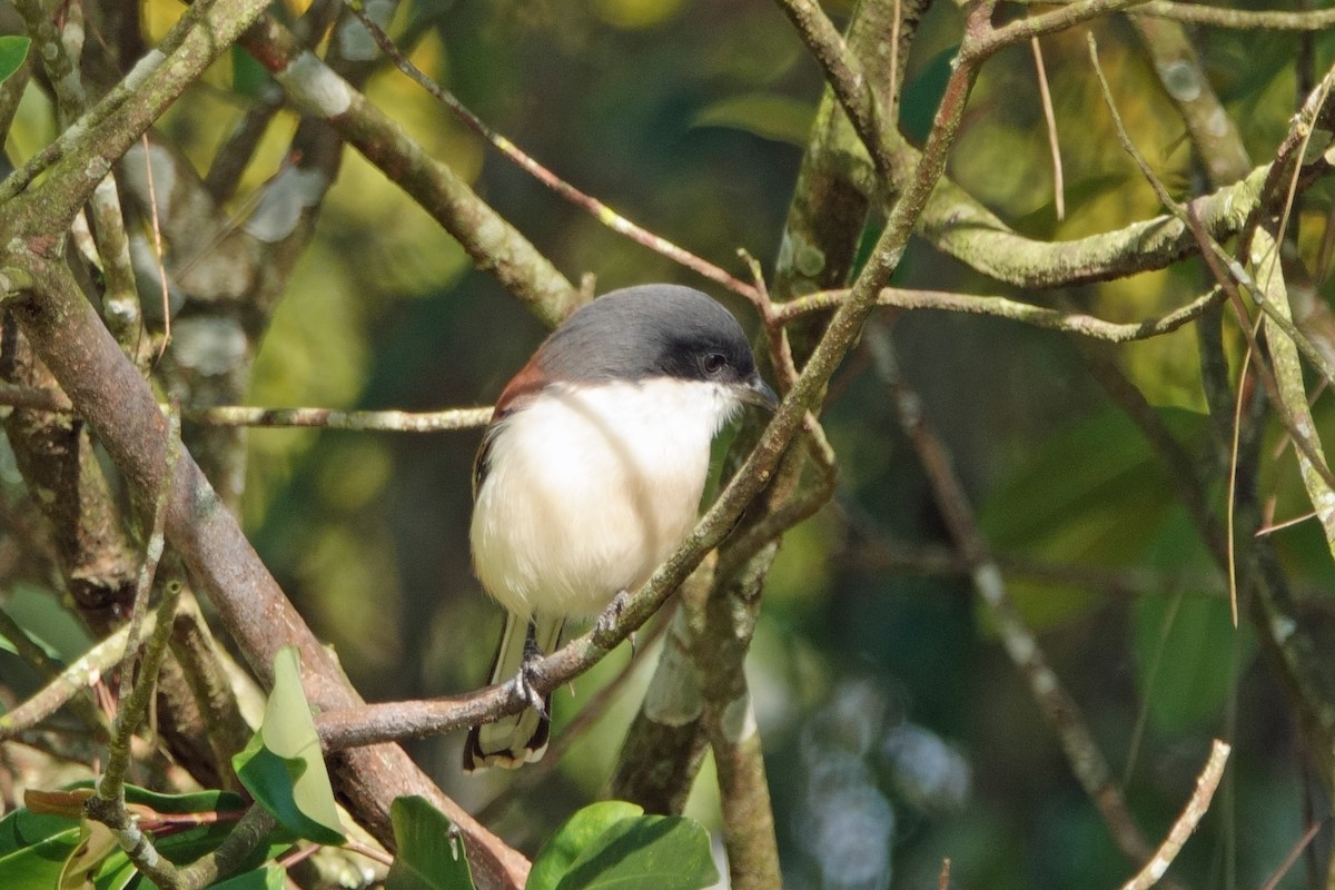 Burmese Shrike - ML613682696