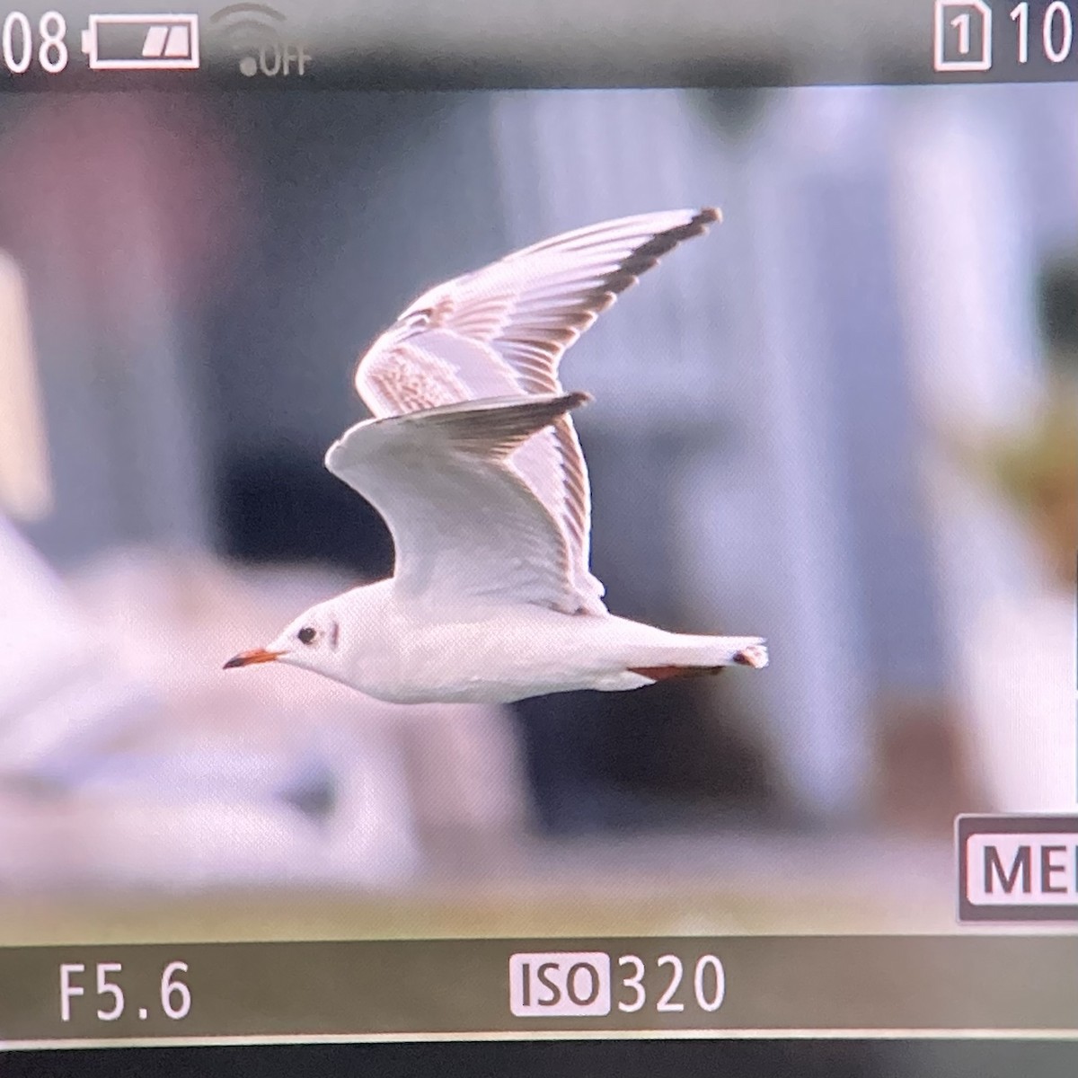 Mouette rieuse - ML613682733